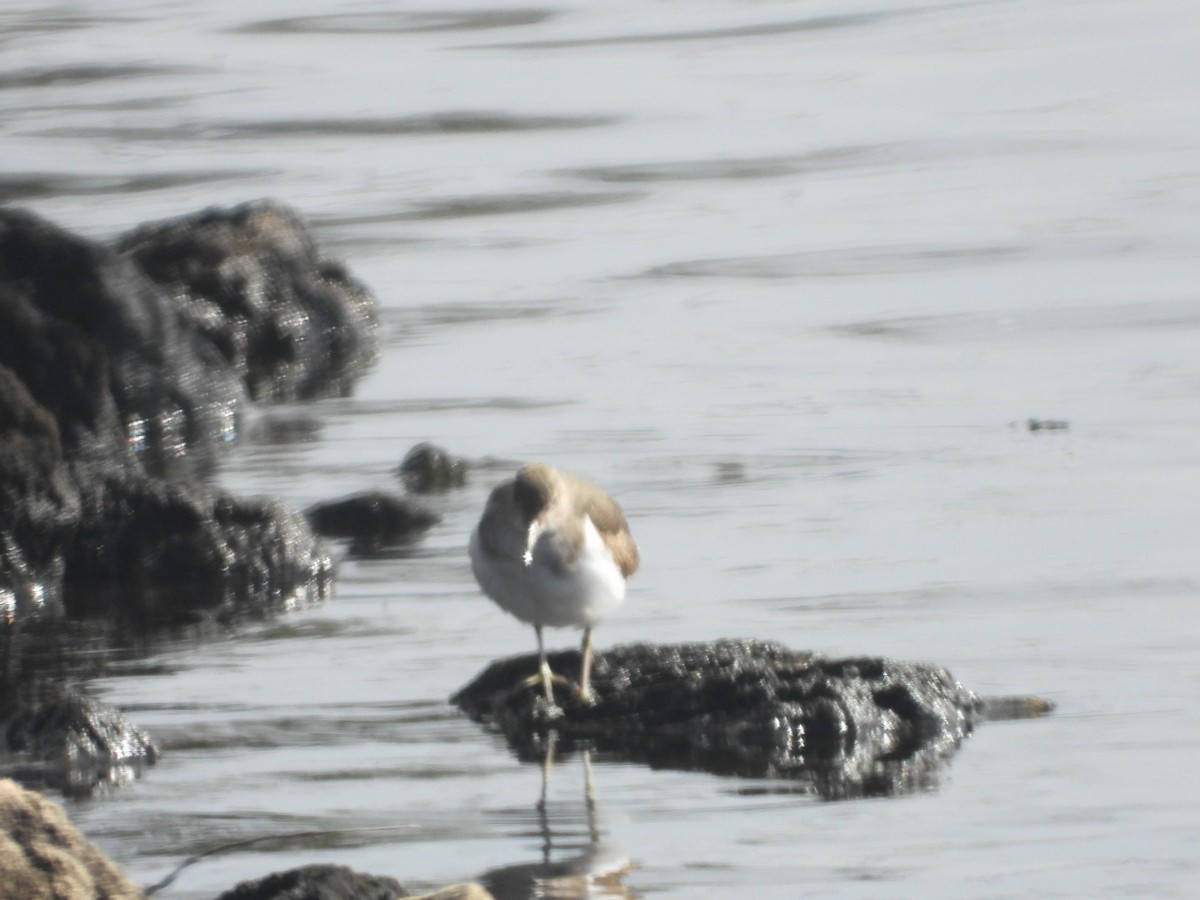 Common Sandpiper - ML640825935