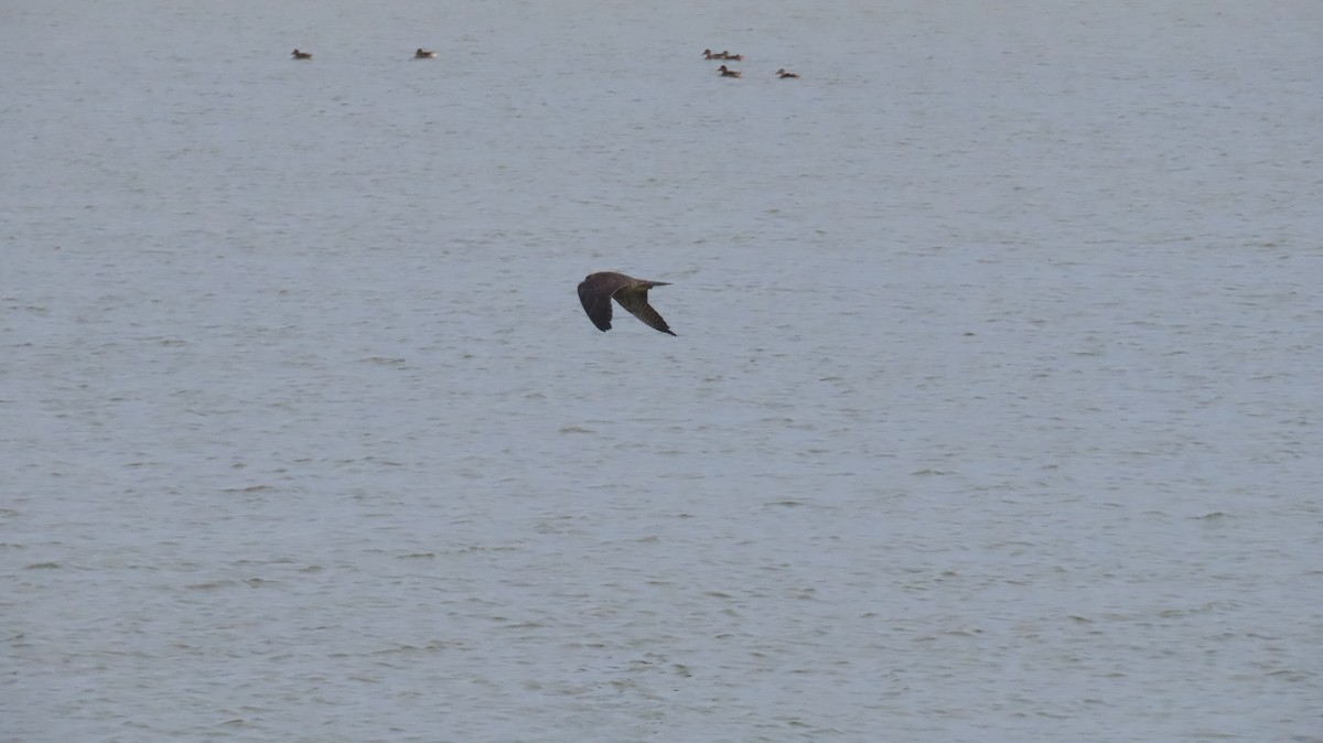 Peregrine Falcon (North American) - ML640825952