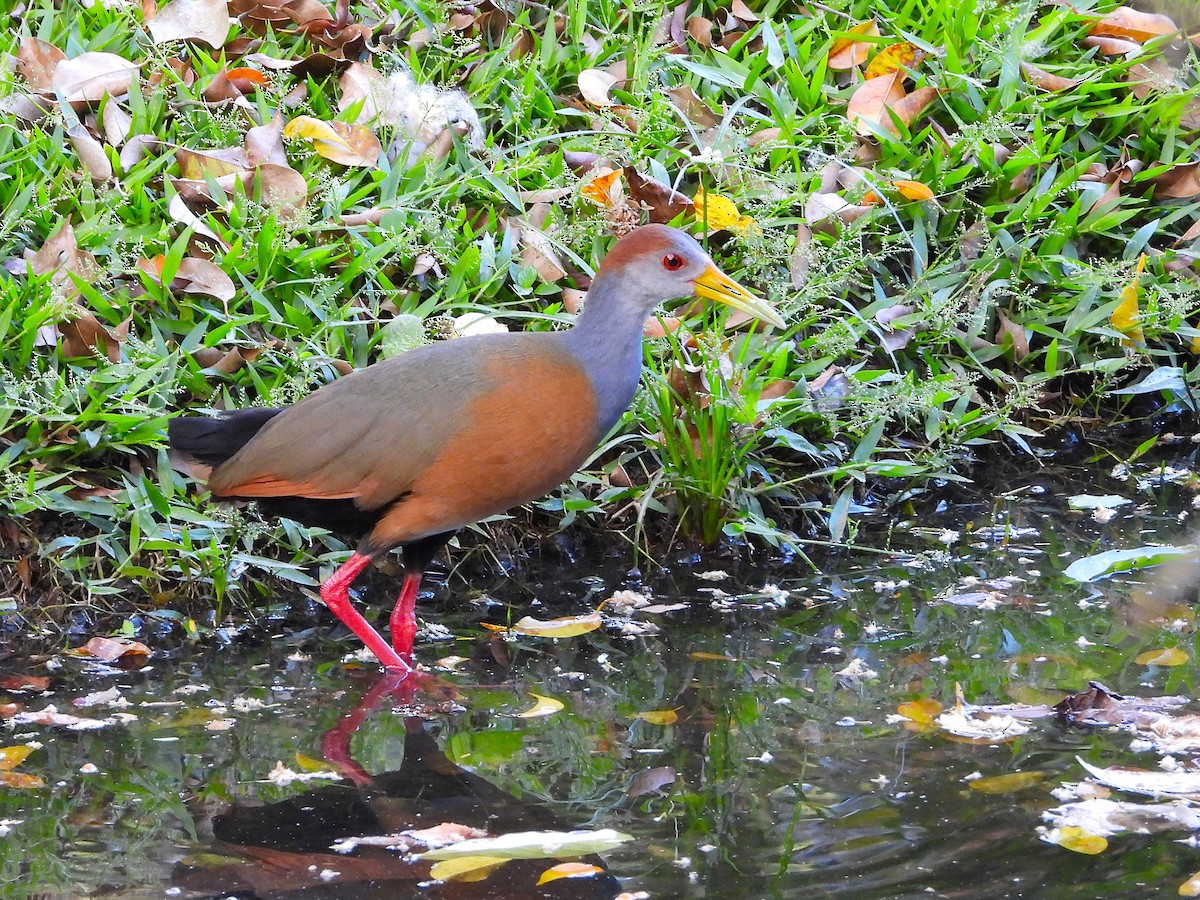 Russet-naped Wood-Rail - ML640825980