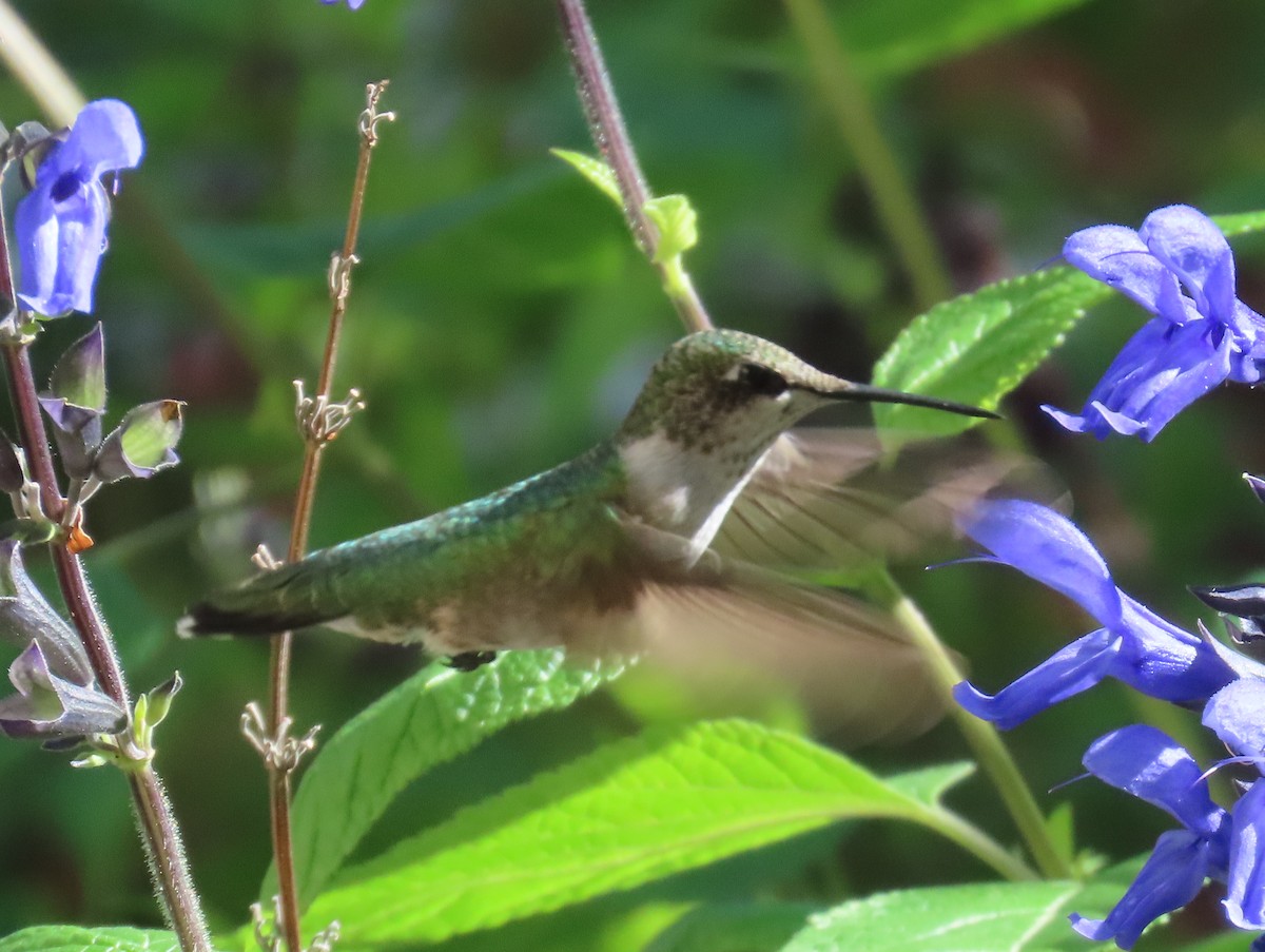 Ruby-throated Hummingbird - ML640825989