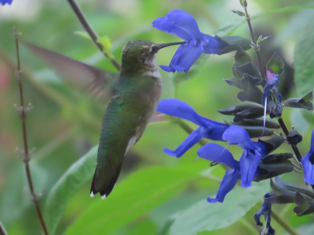 Ruby-throated Hummingbird - ML640825990