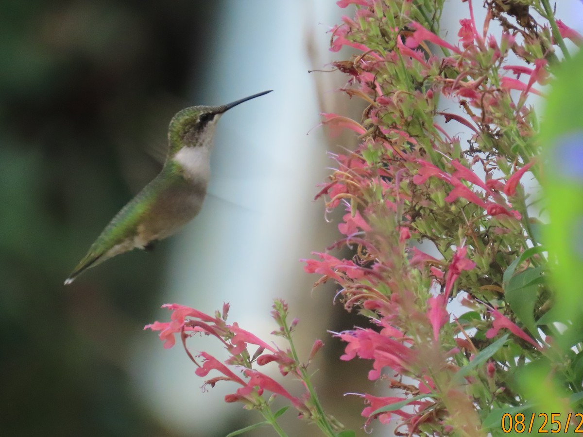 Ruby-throated Hummingbird - ML640825991