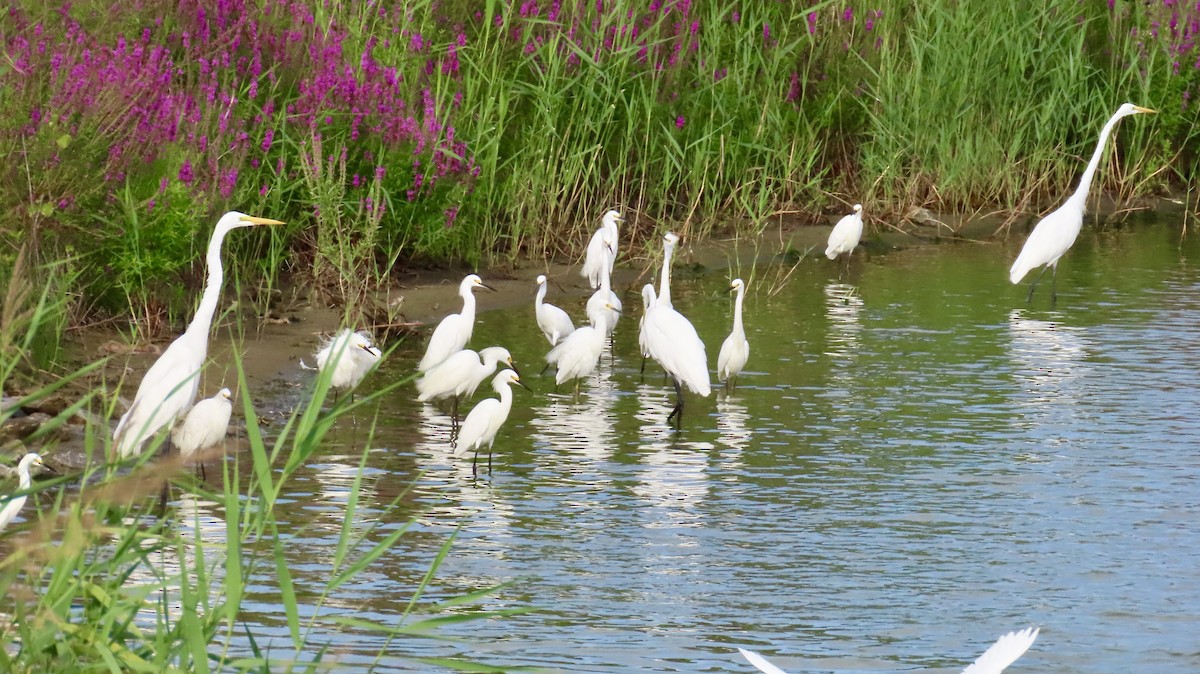 Snowy Egret - ML640826000