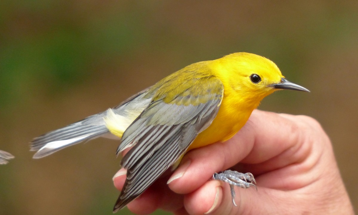 Prothonotary Warbler - ML64082601