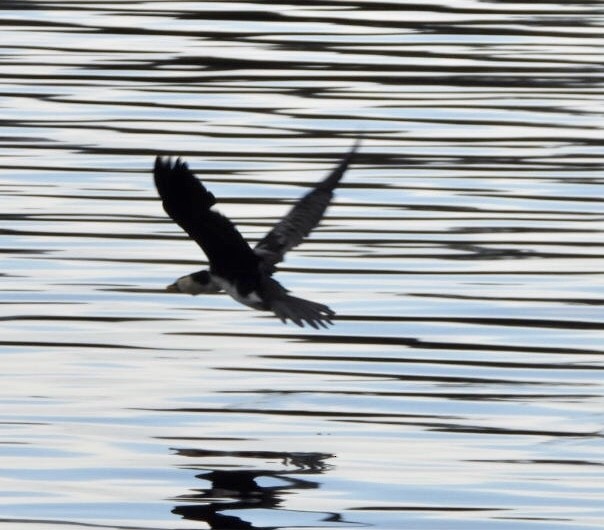 Little Pied Cormorant - ML640826012