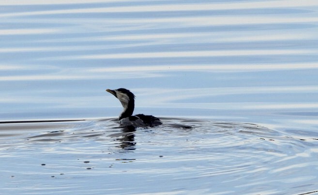Little Pied Cormorant - ML640826013