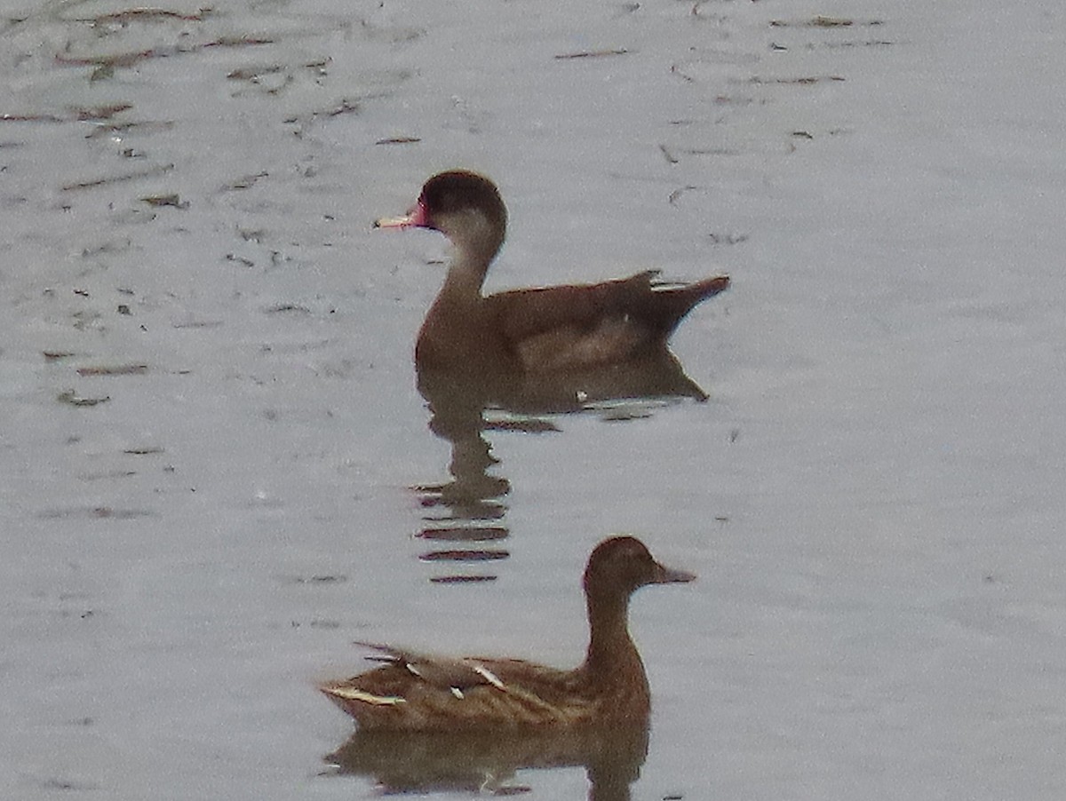 dabbling duck sp. - ML640826031