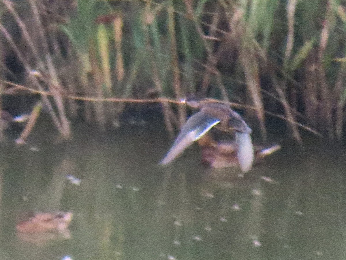 dabbling duck sp. - ML640826033