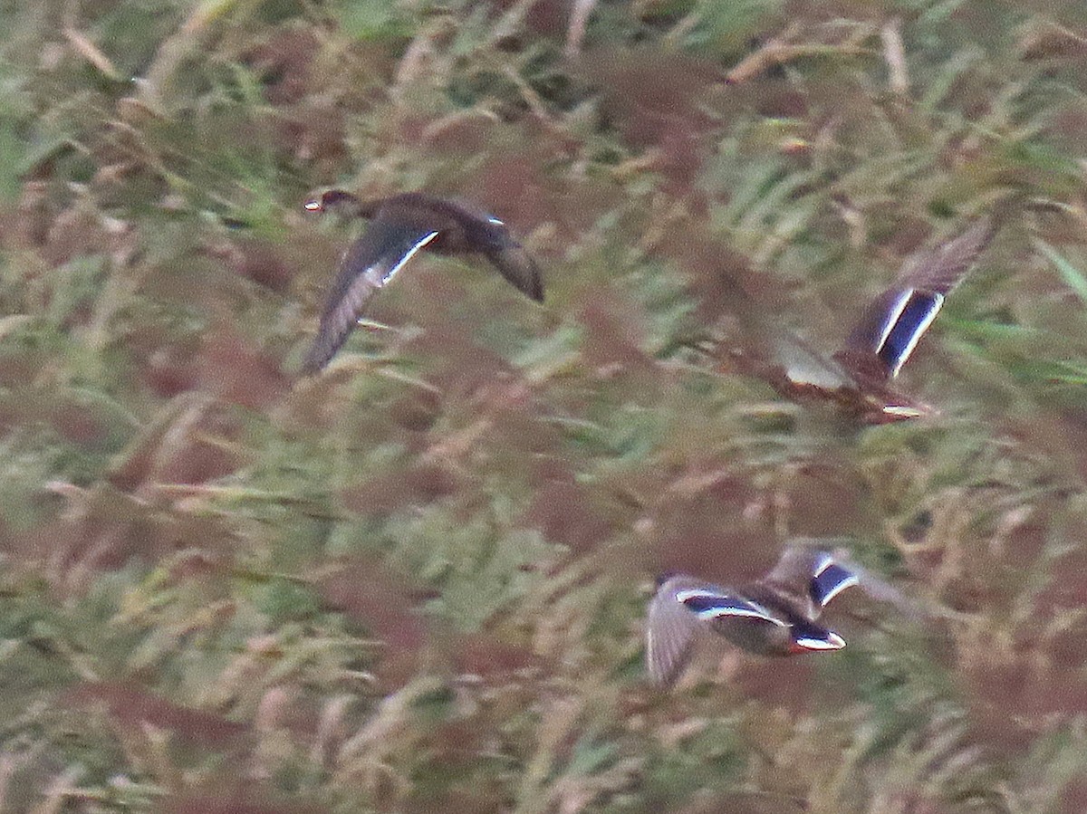 dabbling duck sp. - ML640826034