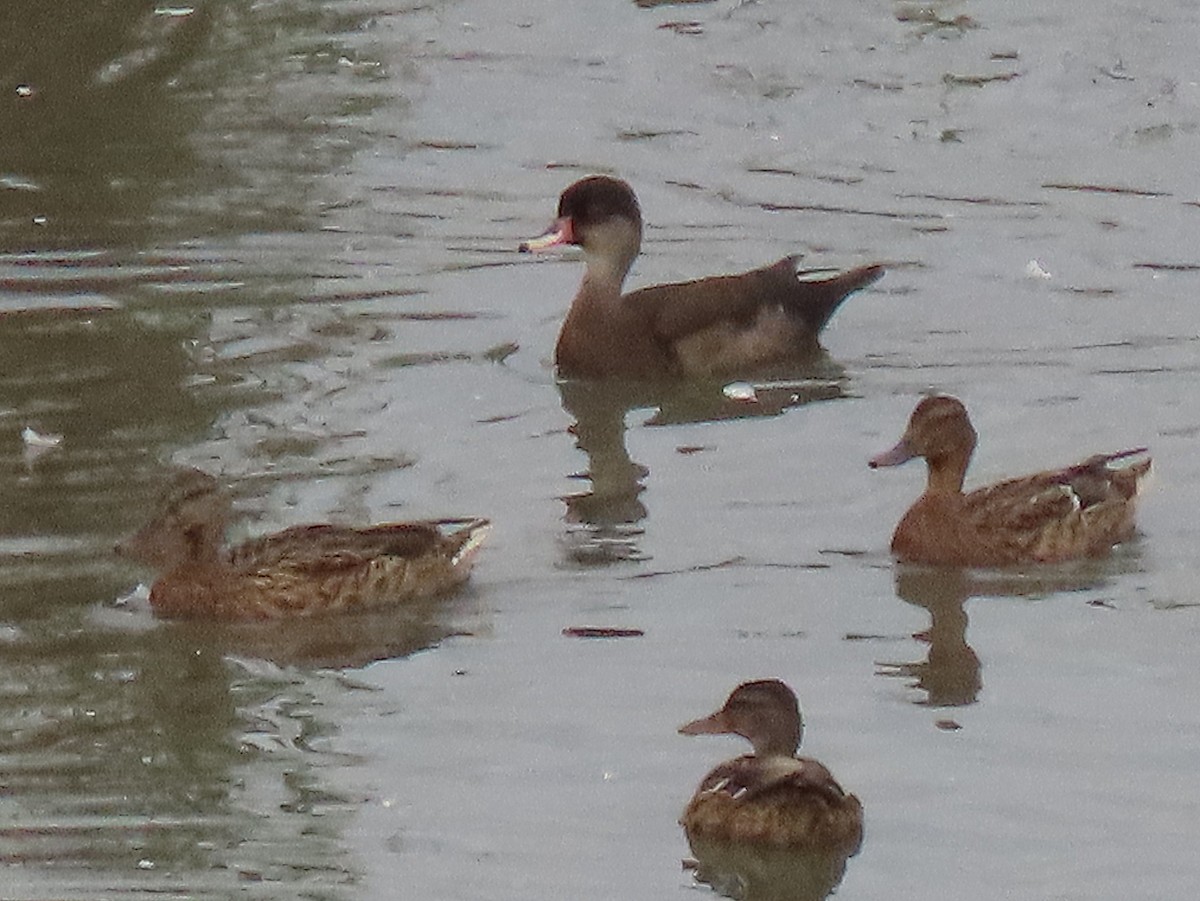 dabbling duck sp. - ML640826035