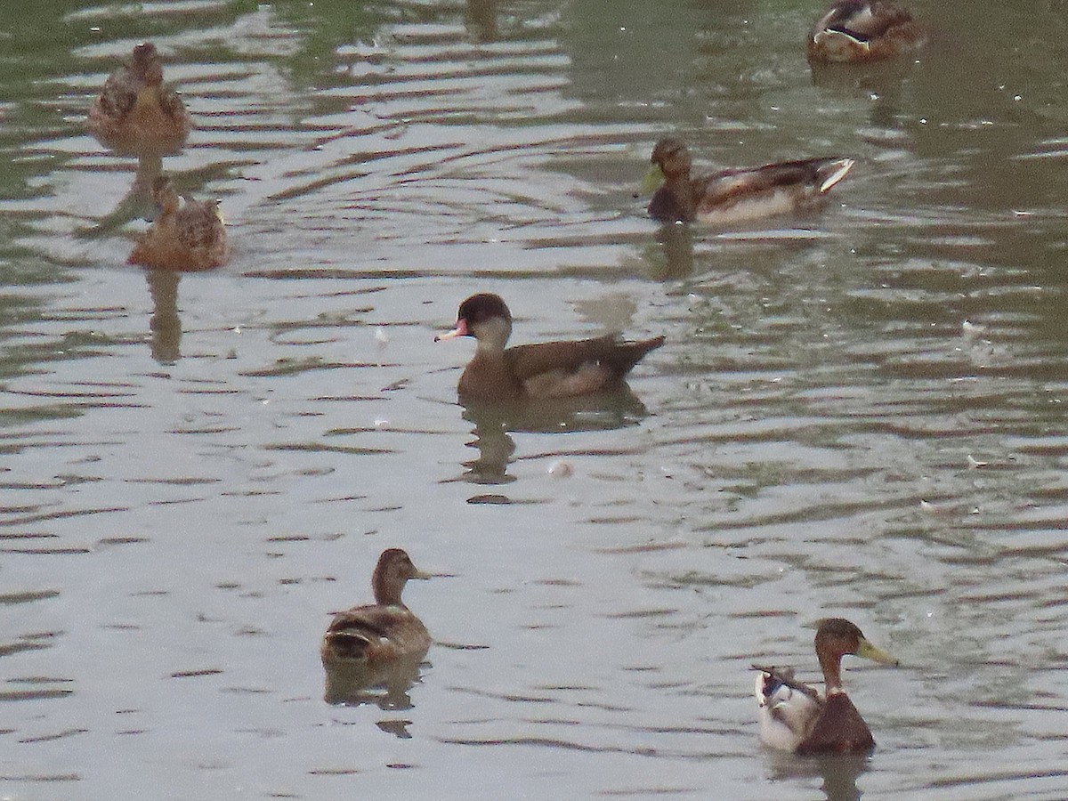 dabbling duck sp. - ML640826036