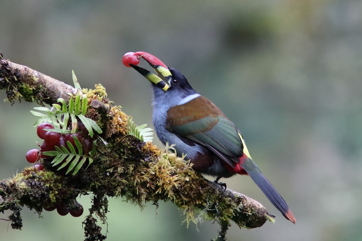 Gray-breasted Mountain-Toucan - ML640826078