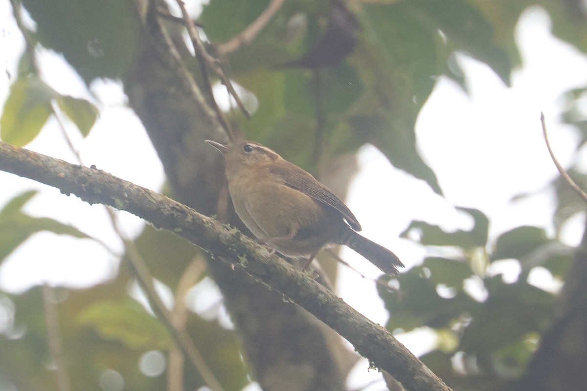 Mountain Wren - ML640826109