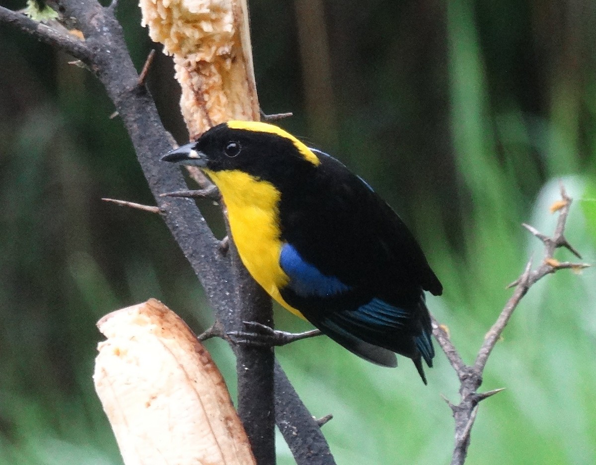 Blue-winged Mountain Tanager - ML640826135