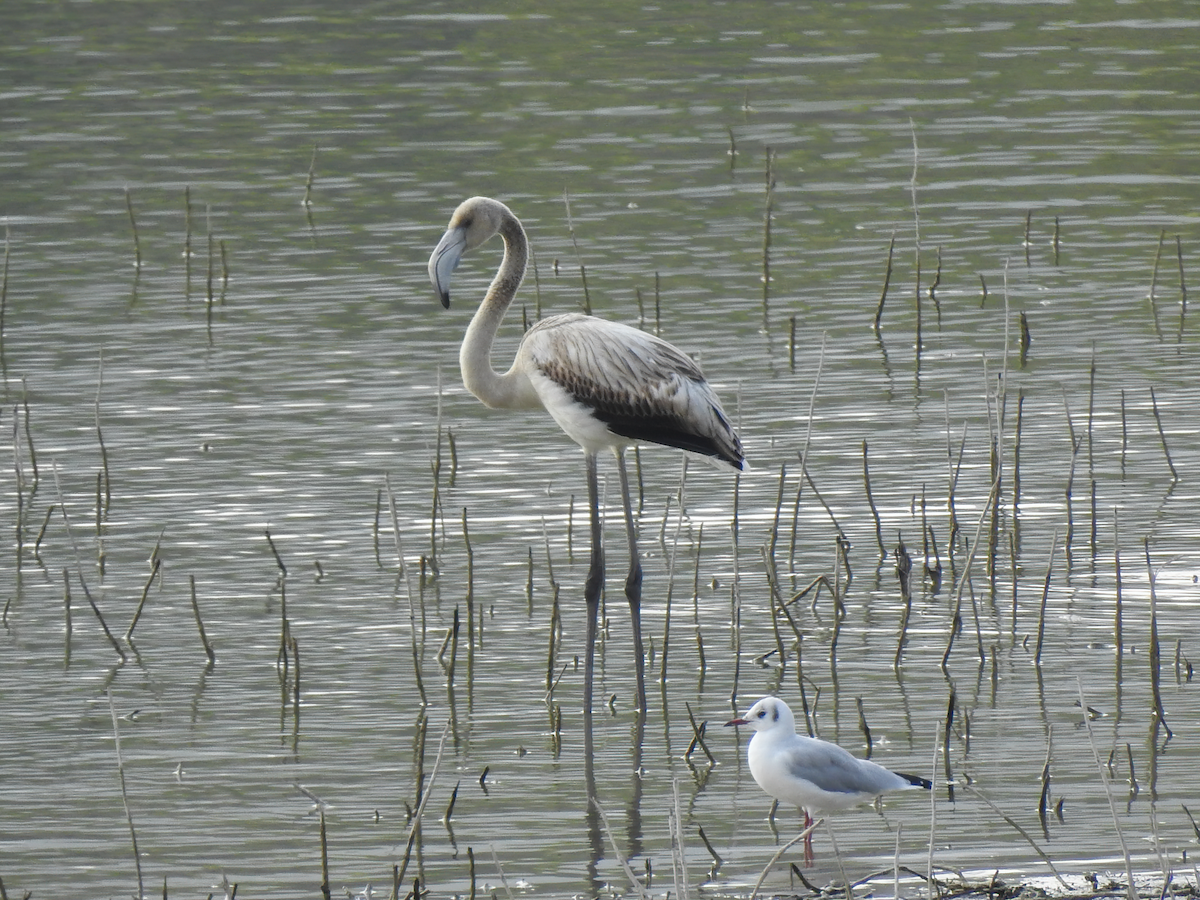 Greater Flamingo - ML640826161