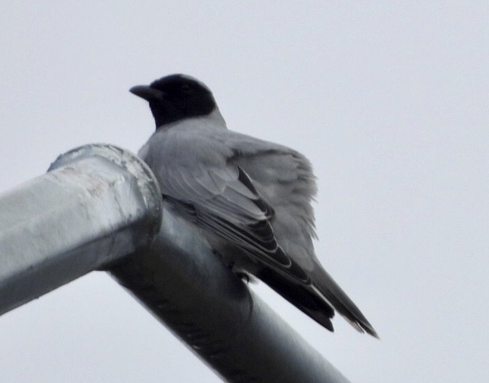 Black-faced Cuckooshrike - ML640826171