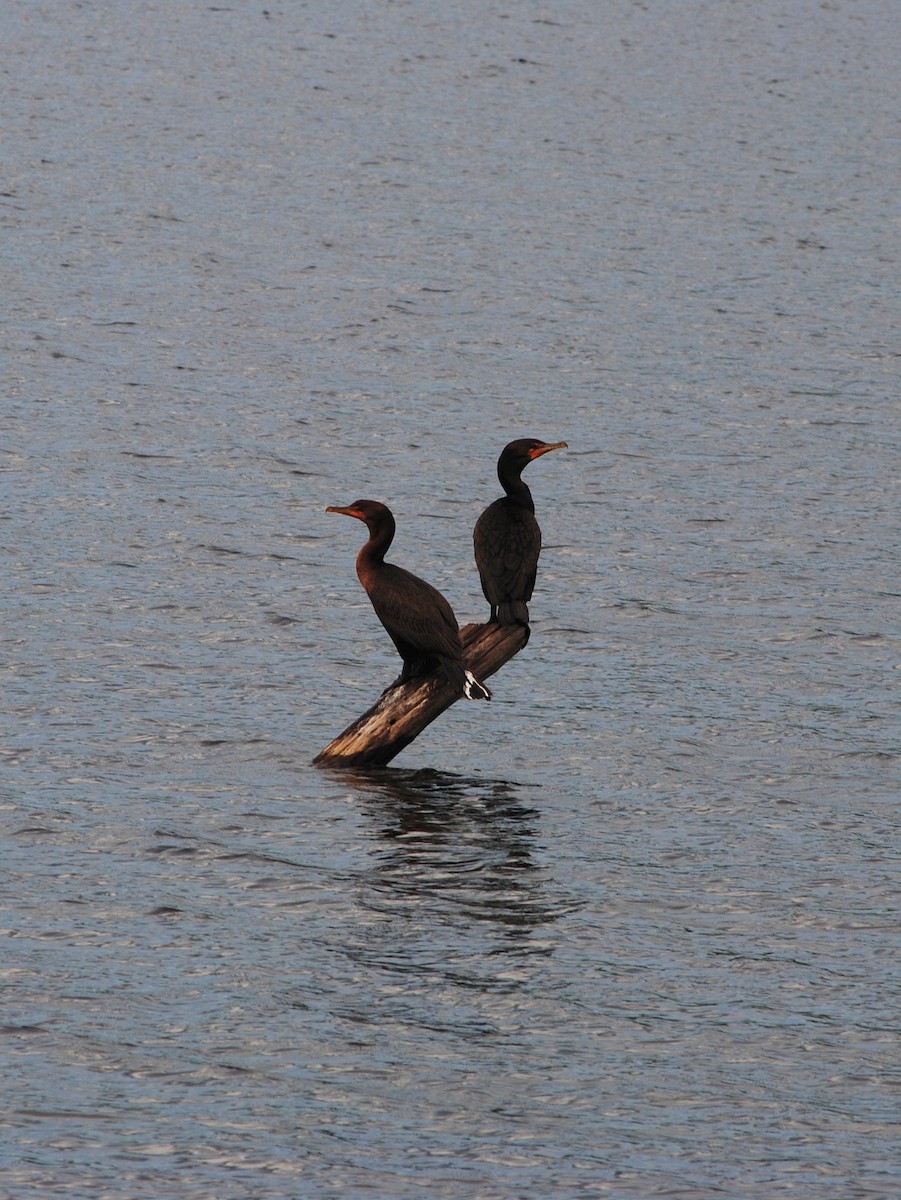 Double-crested Cormorant - ML640826178