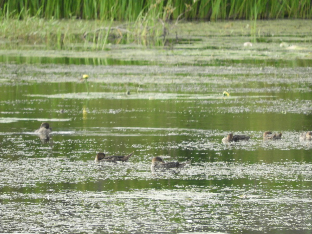 Hooded Merganser - ML640826209