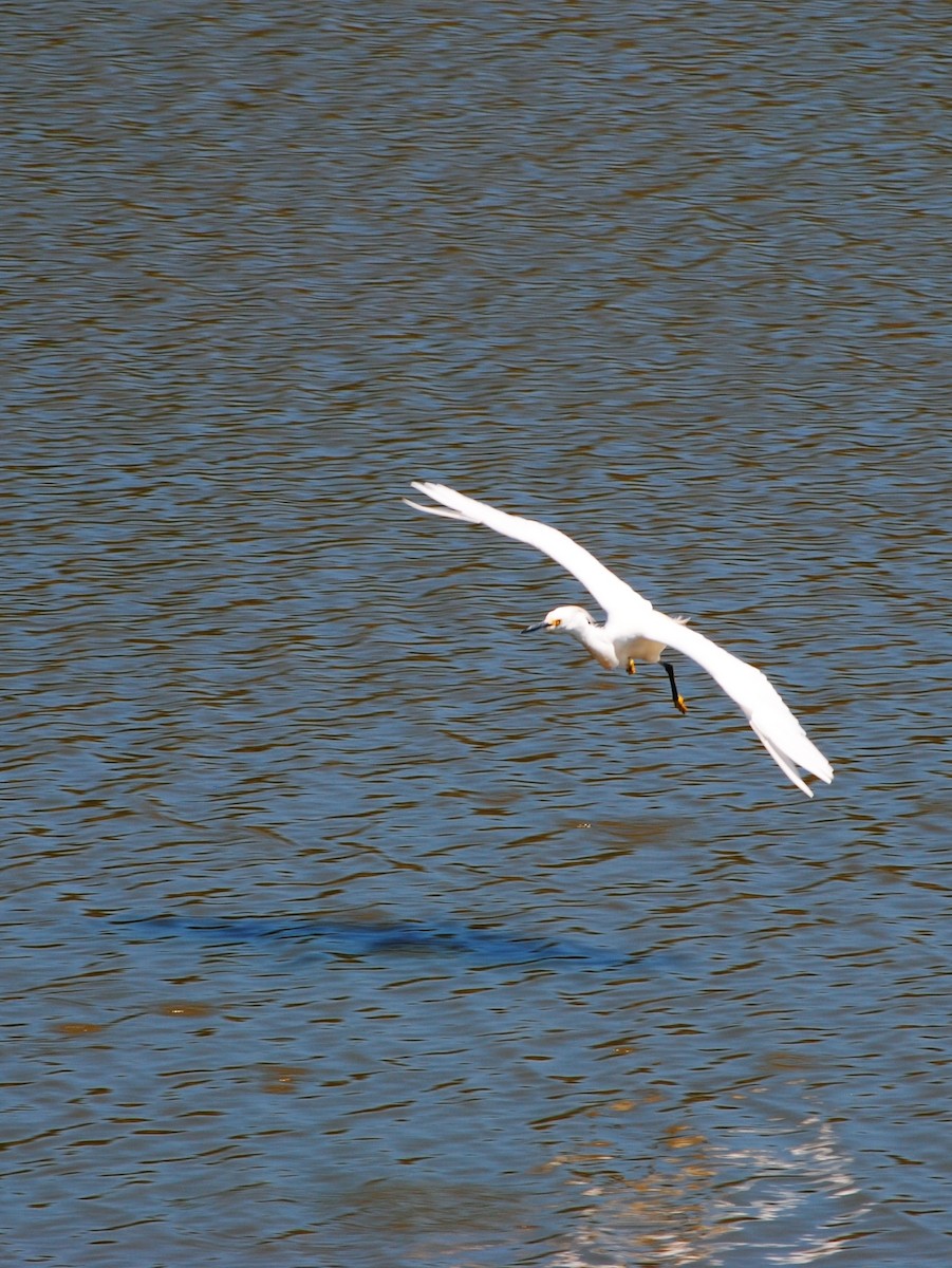 Snowy Egret - ML640826224