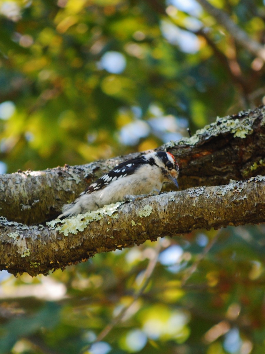 Downy Woodpecker - ML640826228