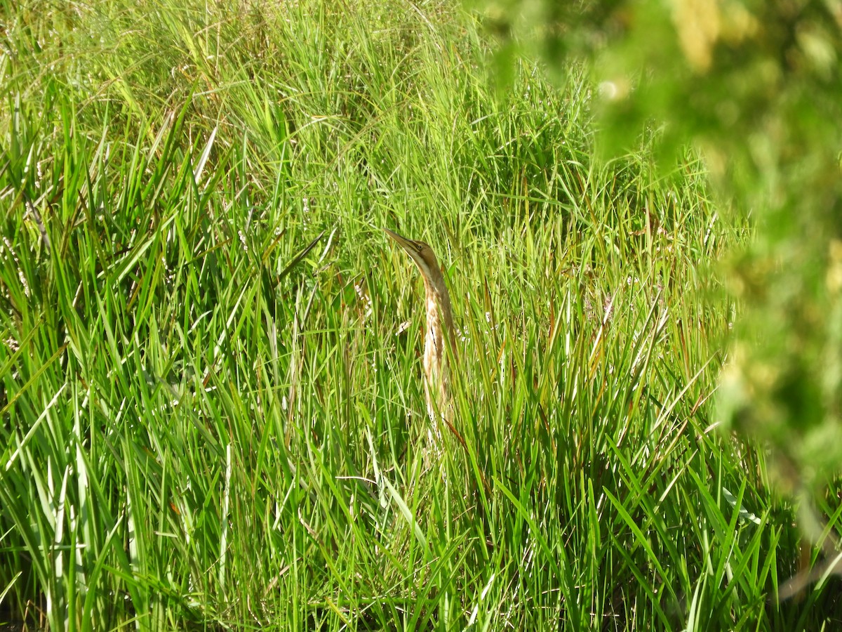 American Bittern - ML640826240