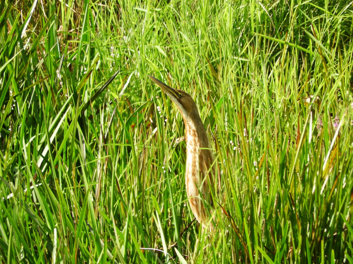 American Bittern - ML640826241