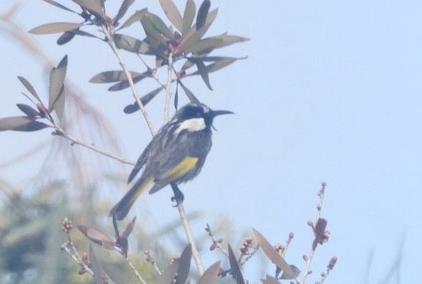White-cheeked Honeyeater - ML640826273