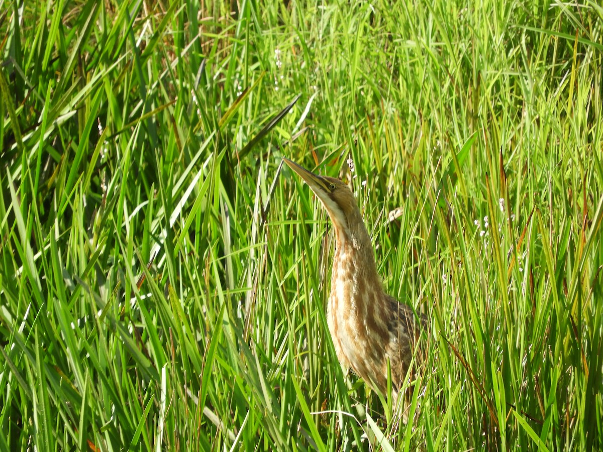 American Bittern - ML640826280