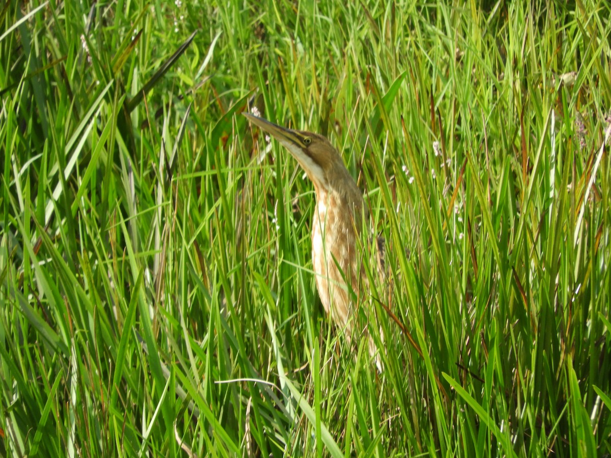 American Bittern - ML640826281