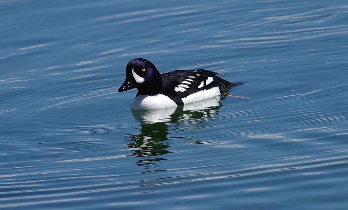 Barrow's Goldeneye - ML640826285