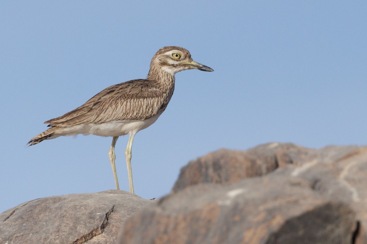 Senegal Thick-knee - ML640826321