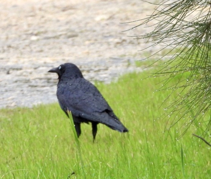 Australian Raven - ML640826361