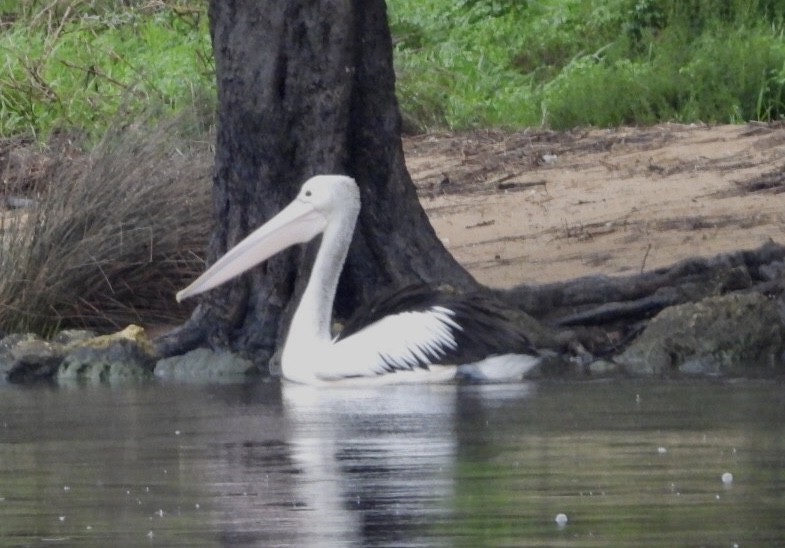 Australian Pelican - ML640826391