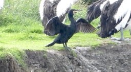 Great Cormorant - ML640826449