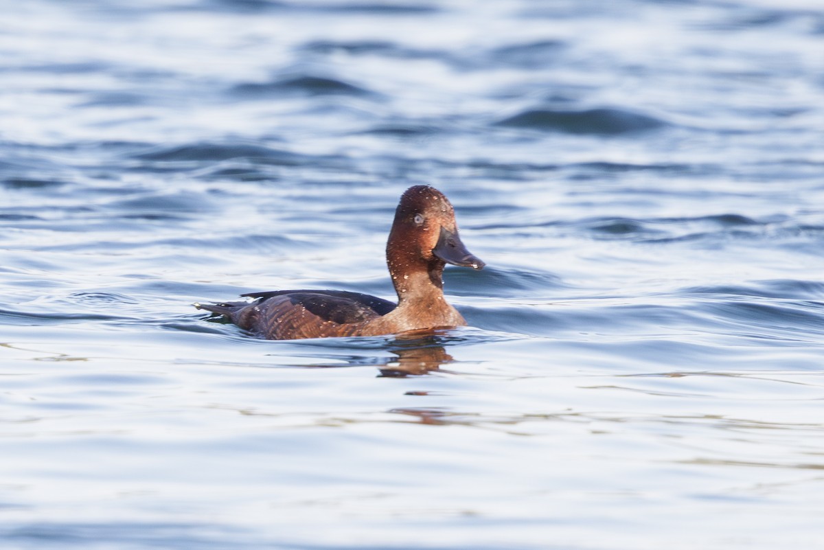 Ferruginous Duck - ML640826453