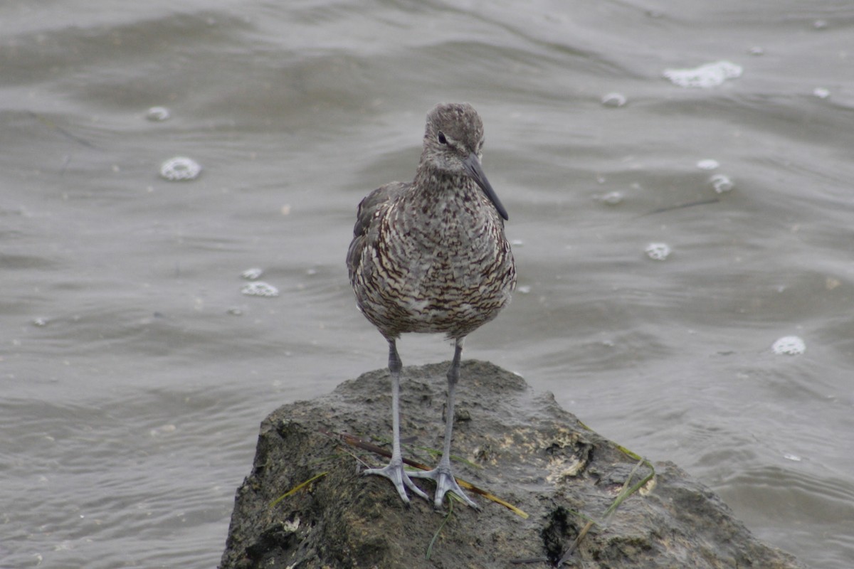 Willet - ML640826463