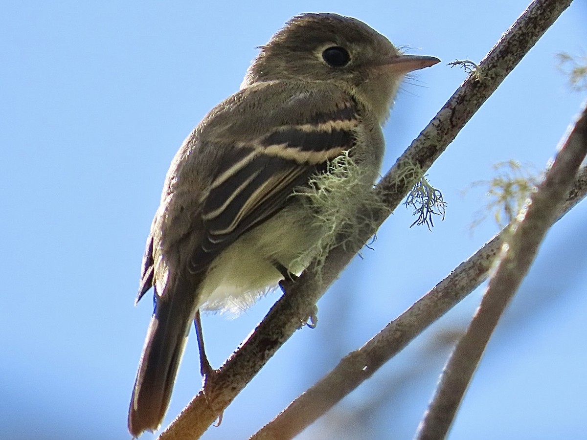 Western Flycatcher (Pacific-slope) - ML640826505