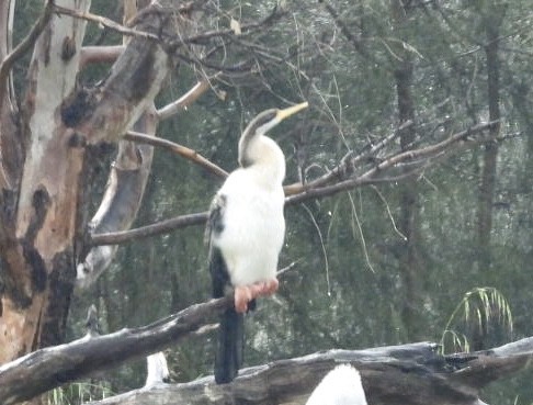 Australasian Darter - ML640826520