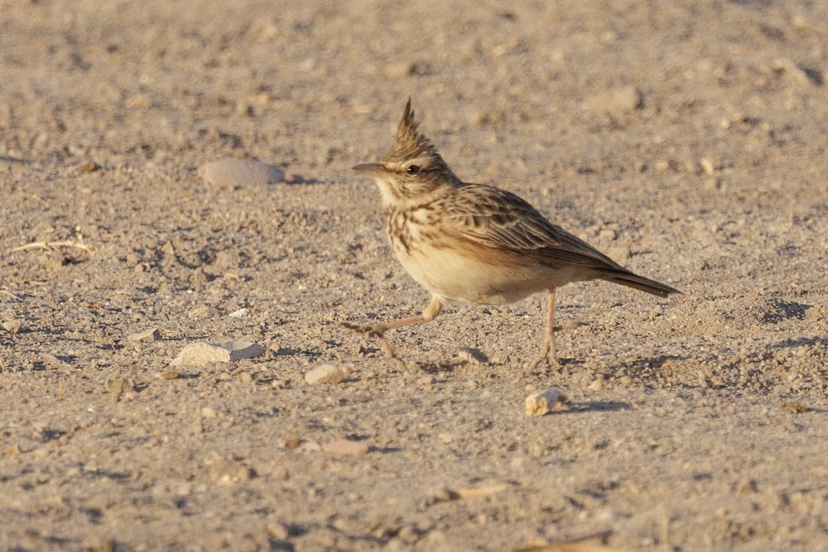 Crested Lark - ML640826565