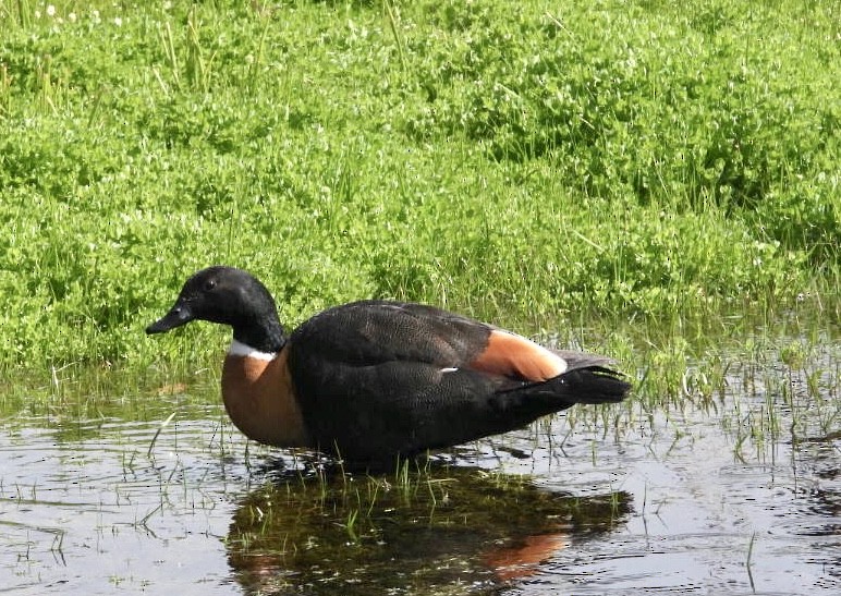 Australian Shelduck - ML640826571