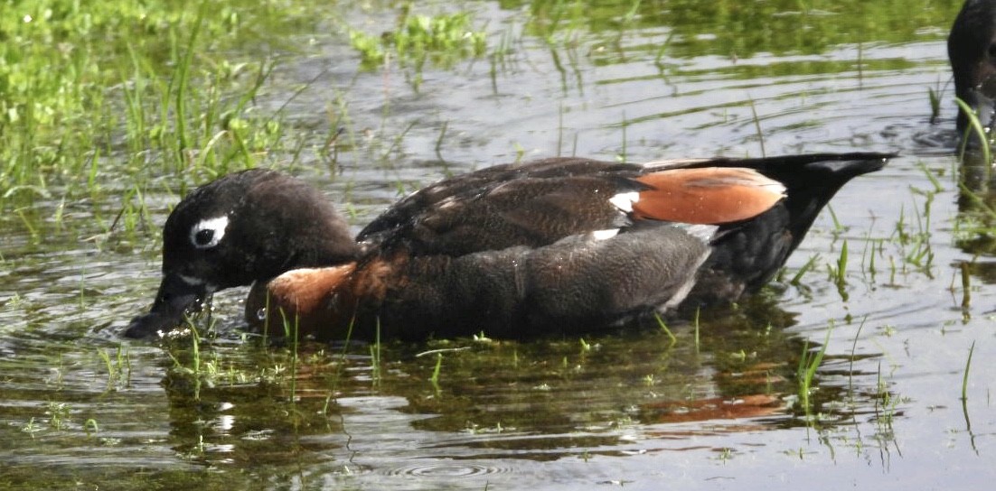 Australian Shelduck - ML640826573