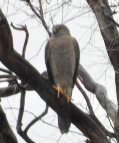 Collared Sparrowhawk - ML640826613