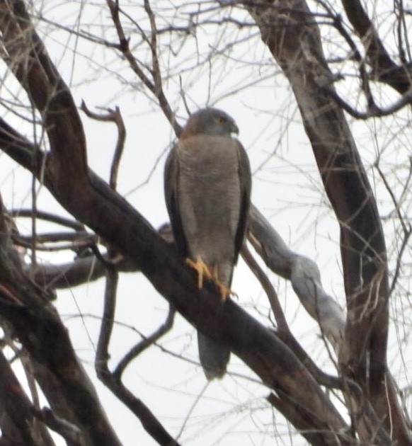 Collared Sparrowhawk - ML640826614