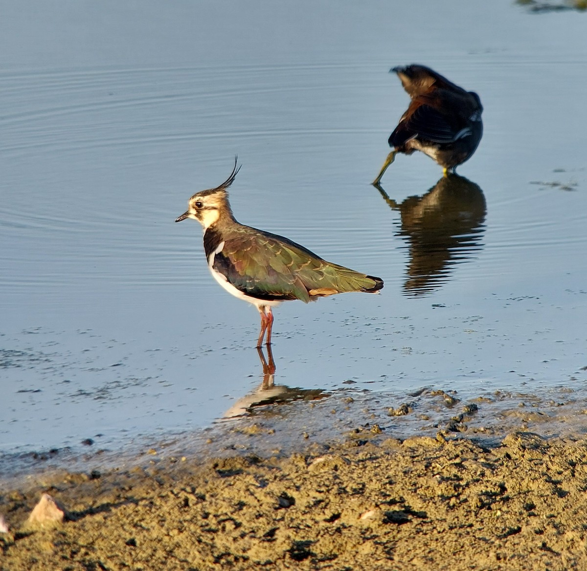 Northern Lapwing - ML640826616