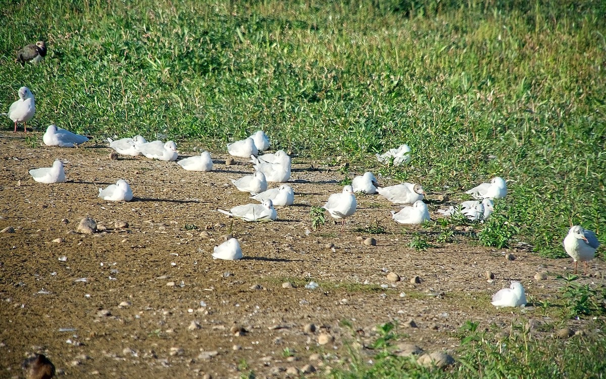 Black-headed Gull - ML640826622