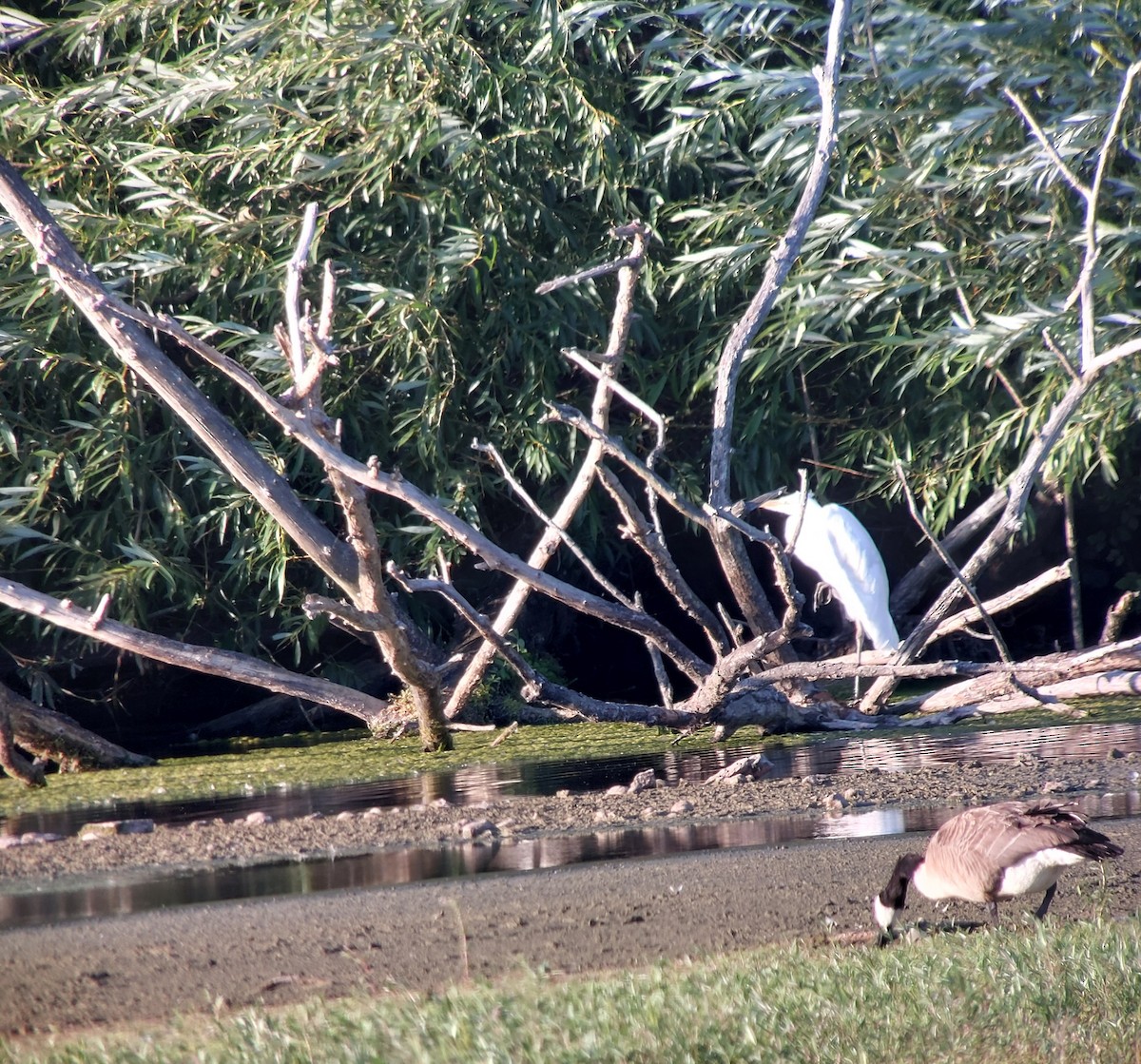 Great Egret - ML640826629