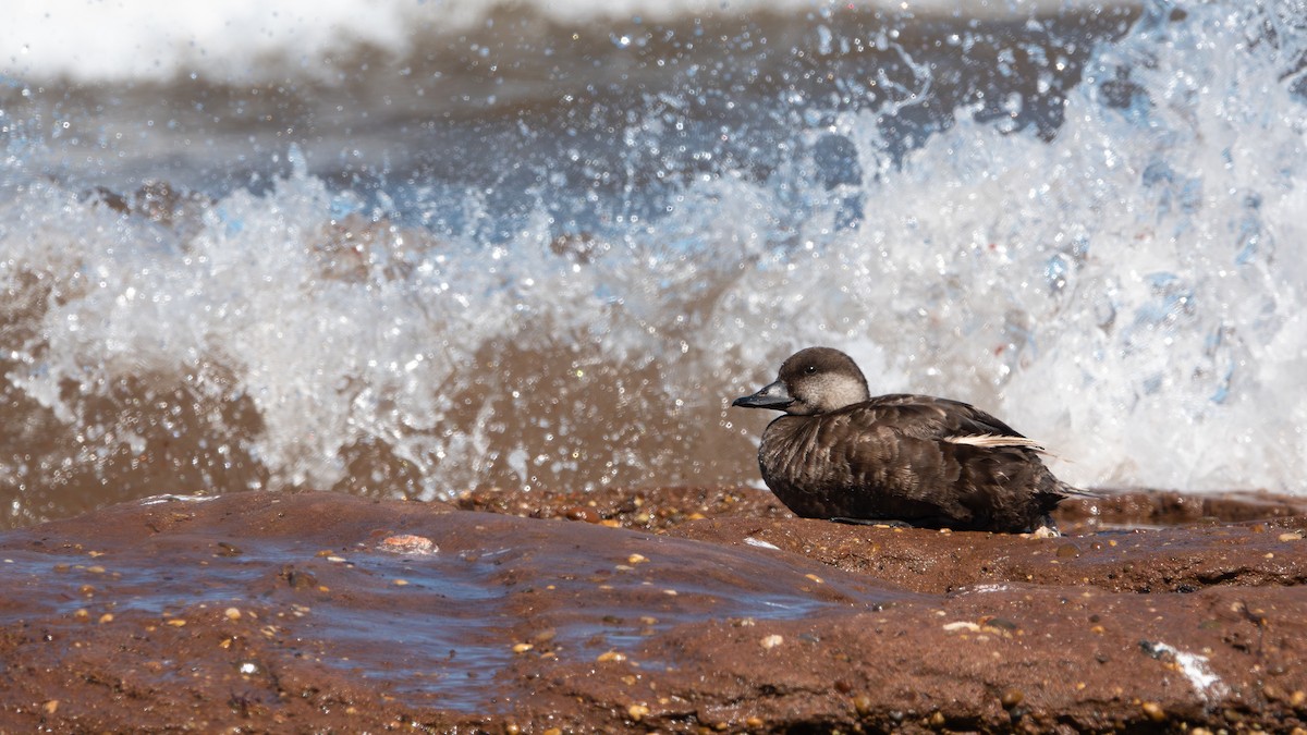 Black Scoter - ML640826662