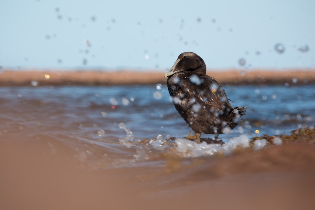 Common Eider - ML640826663
