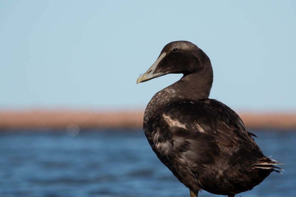 Common Eider - ML640826664