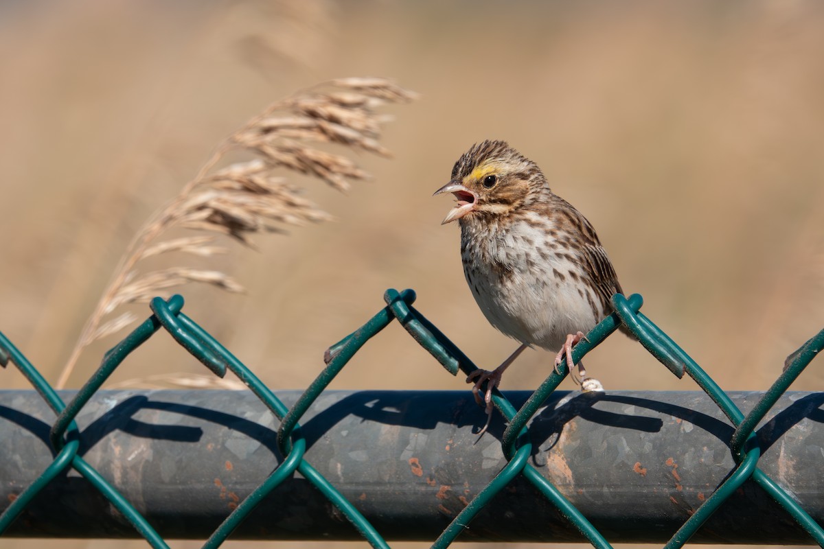 Savannah Sparrow - ML640826668